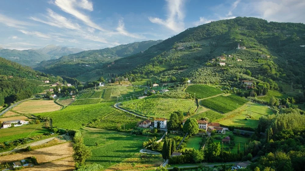 Vineyards in Lucca, Italy